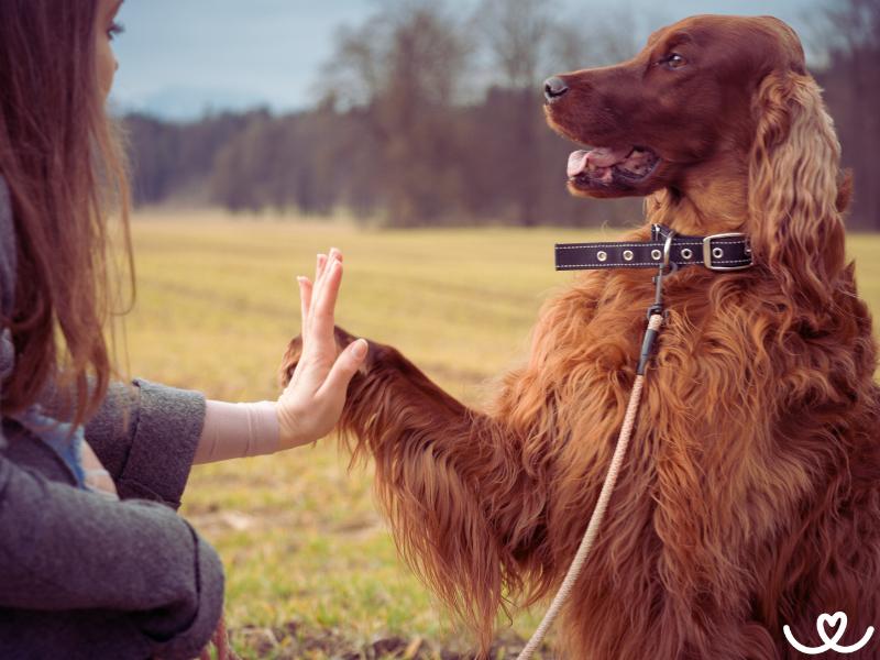Dog-dancing-trenink (3)